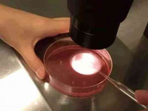 36岁女性试管助孕成功率深度解析：高龄生育的考量与策略