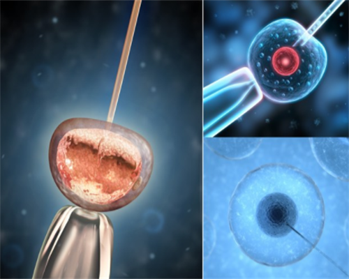 多家医院卵子供体成功率比较，协和医院是否值得信赖？