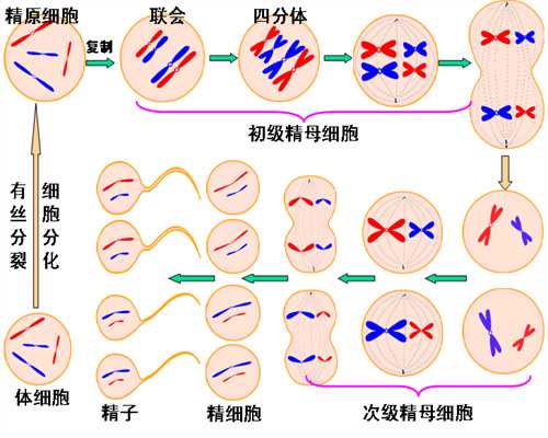 广西借卵生子:辅助生殖技术与生育政策详解