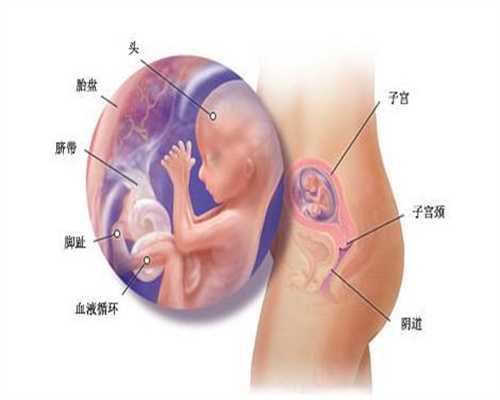 哪里有人代孕：孕期补充DHA，宝宝更聪明真相是