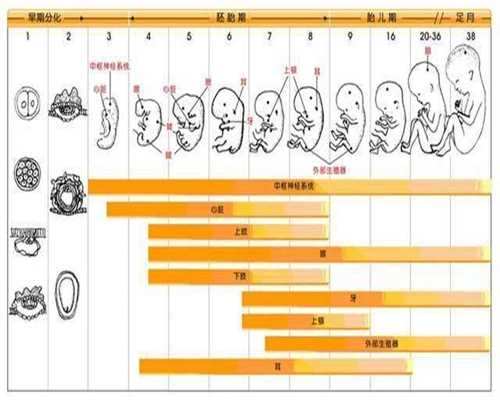 代孕公司是什么,河北省总工会坚决纠正“怀孕报