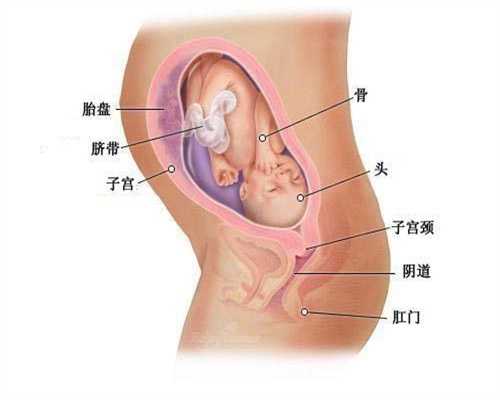 人工助孕qq群,孕期身体“缺钙”时，胎宝可能会