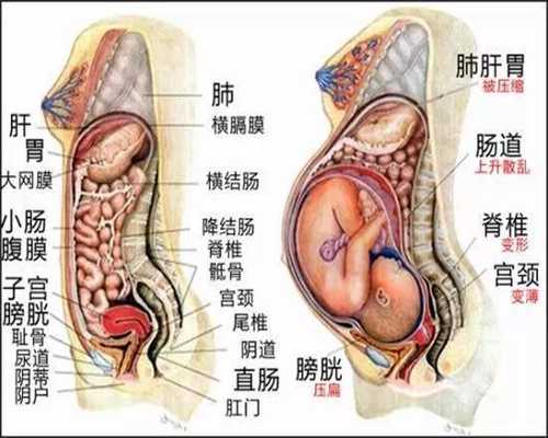 怀孕21-24周的胎宝宝是什么状态孕妈了解